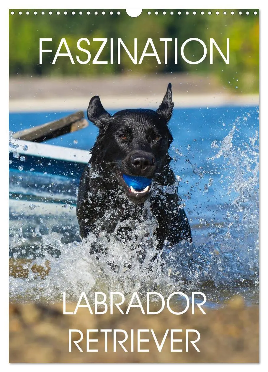 Cover: 9783516453768 | Faszination Labrador Retriever (Wandkalender 2026 DIN A3 hoch),...