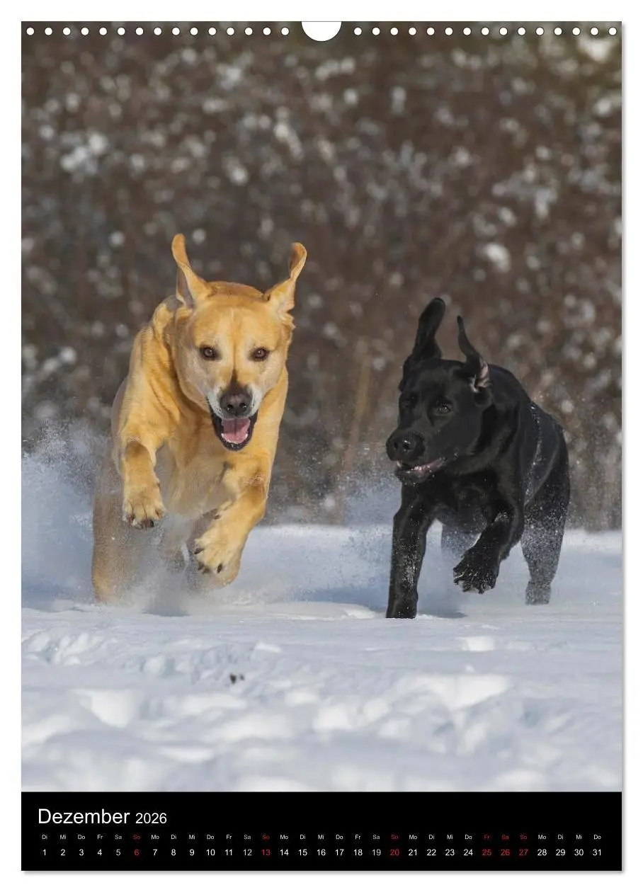 Bild: 9783516453768 | Faszination Labrador Retriever (Wandkalender 2026 DIN A3 hoch),...