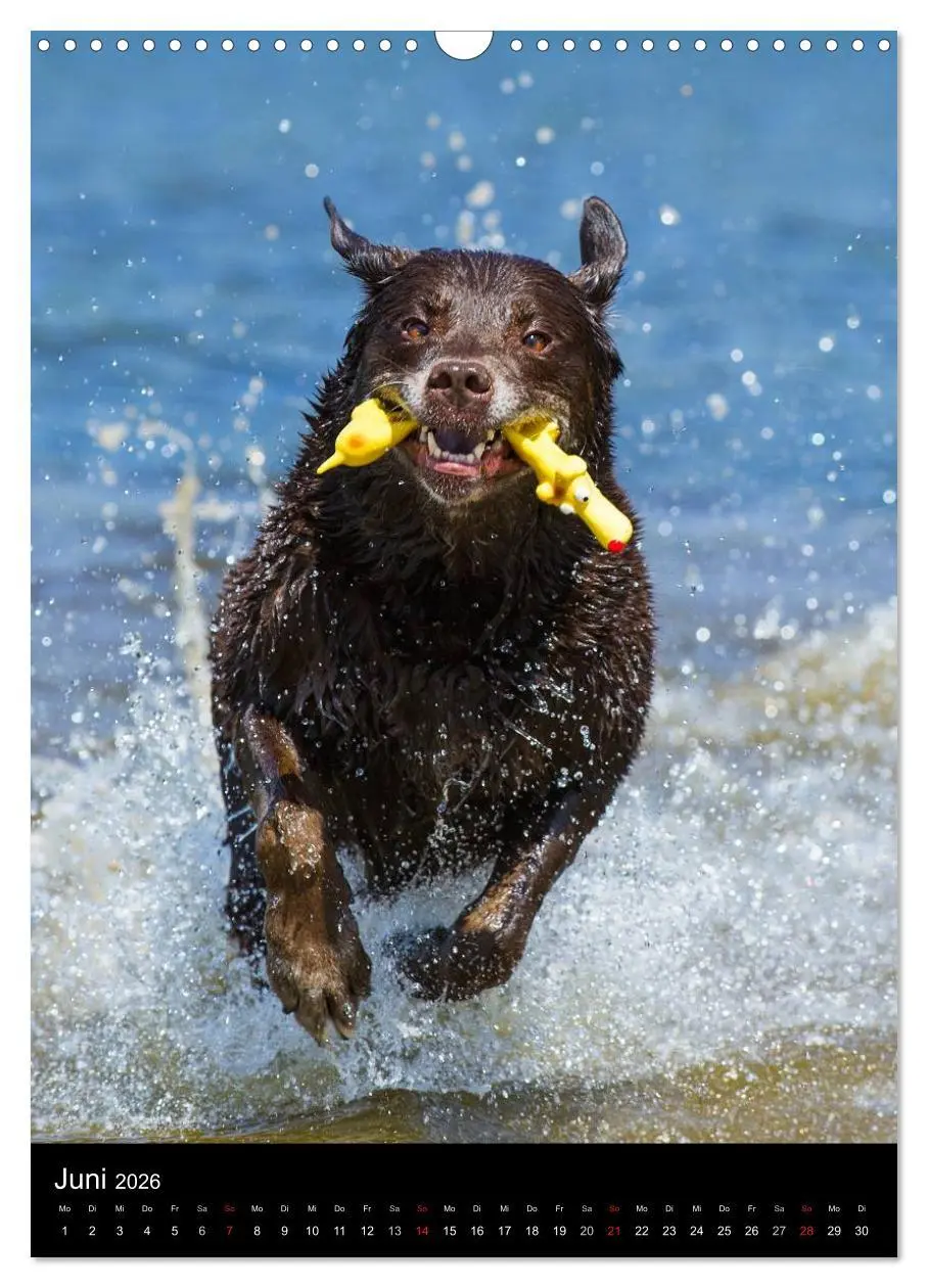 Bild: 9783516453768 | Faszination Labrador Retriever (Wandkalender 2026 DIN A3 hoch),...