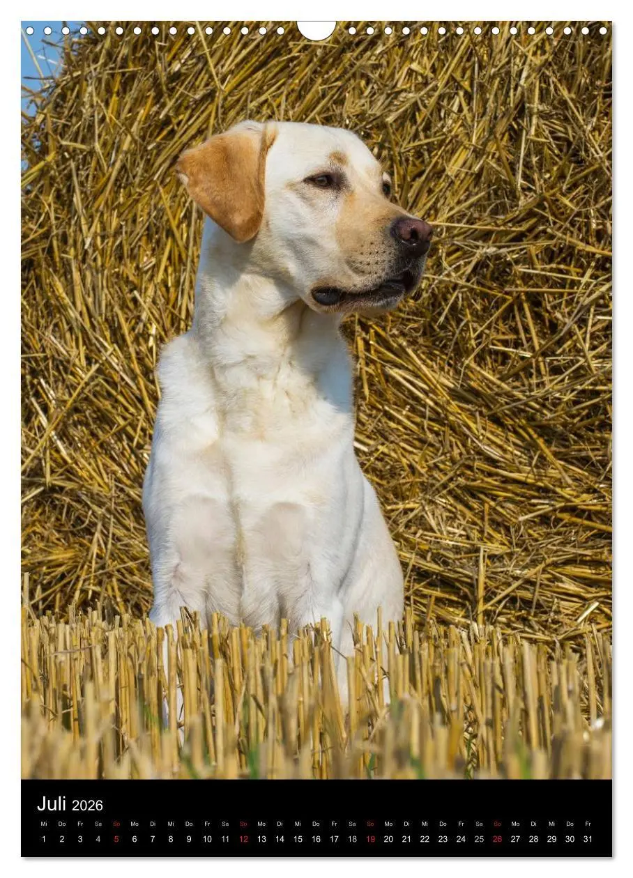 Bild: 9783516453768 | Faszination Labrador Retriever (Wandkalender 2026 DIN A3 hoch),...