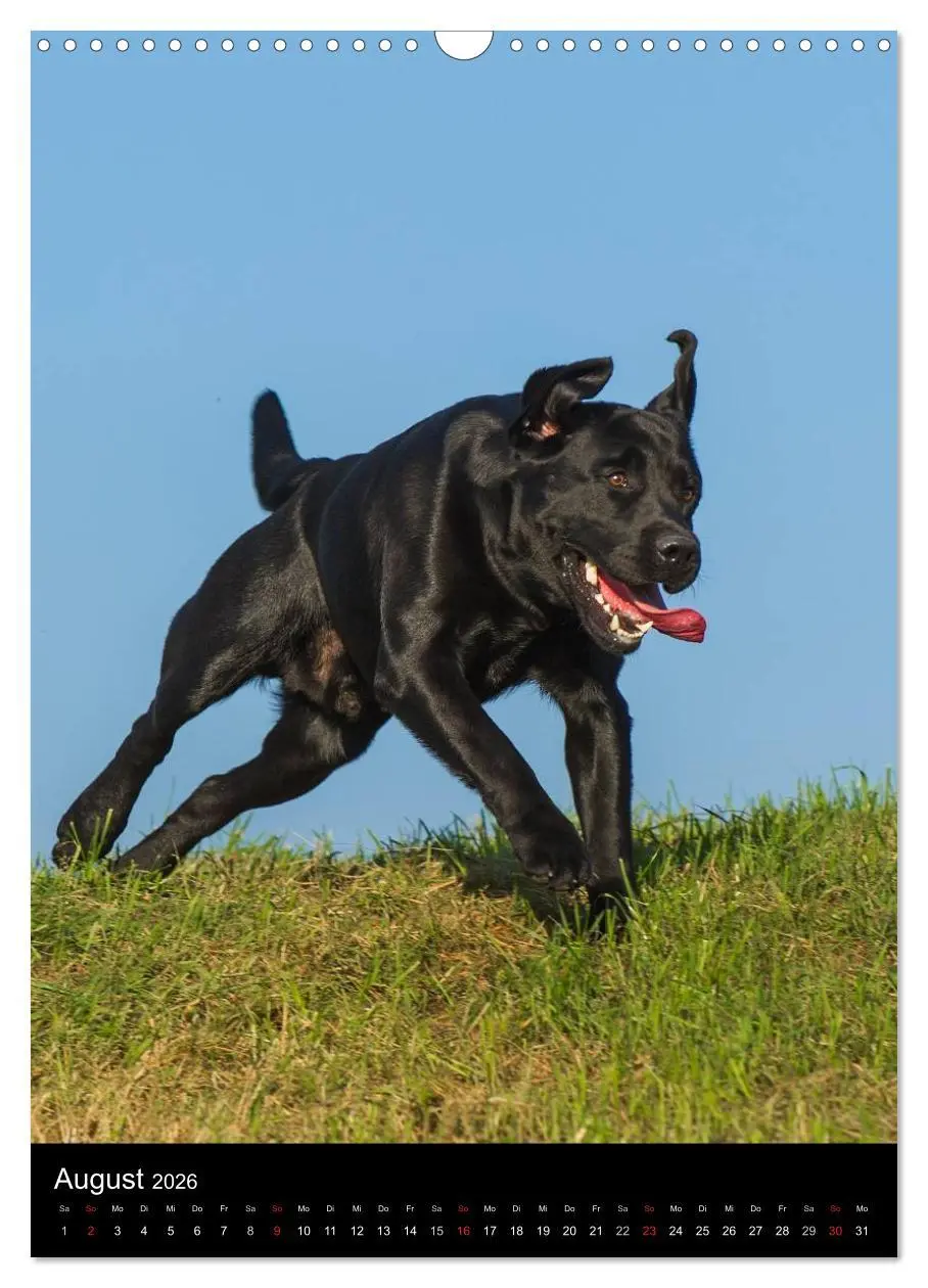 Bild: 9783516453768 | Faszination Labrador Retriever (Wandkalender 2026 DIN A3 hoch),...