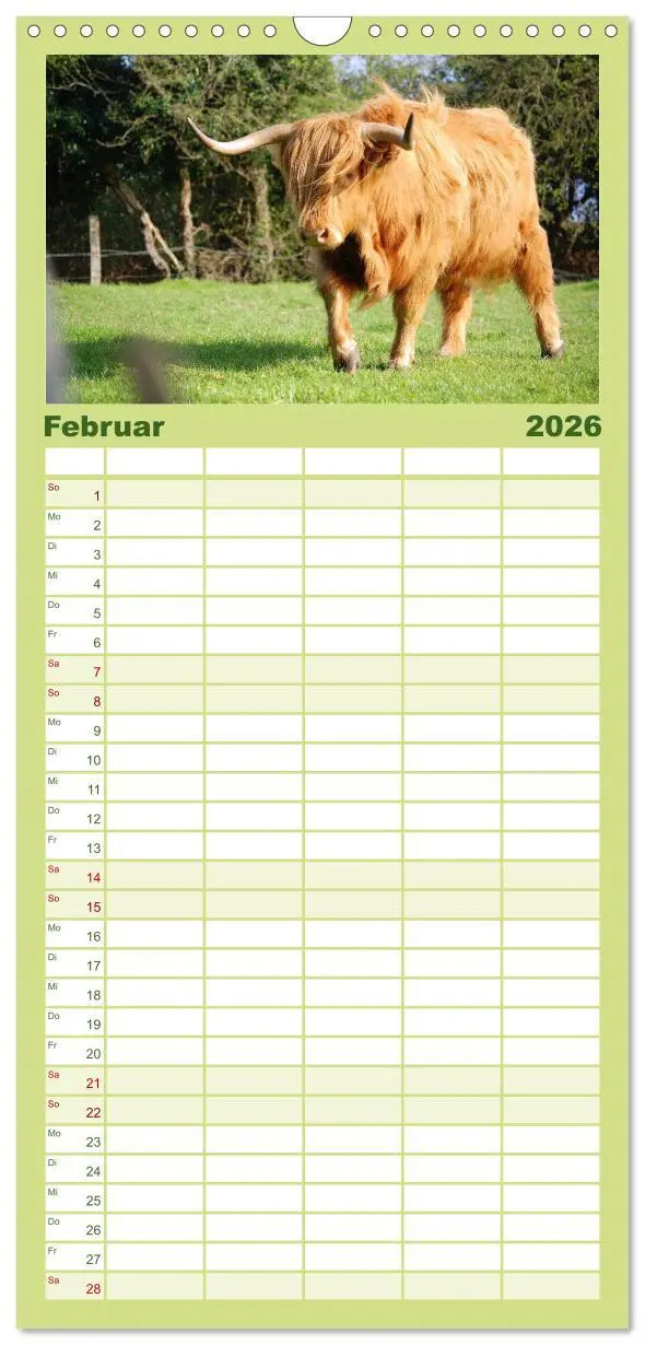 Bild: 9783516513868 | Familienplaner 2026 - Schottische Hochlandrinder. Freundlich, schön...