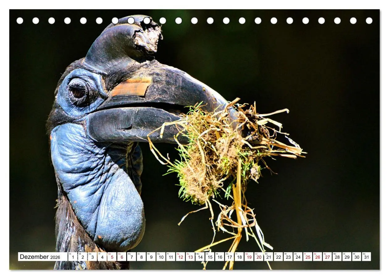 Bild: 9783457413968 | Schräge Vögel in Szene gesetzt (Tischkalender 2026 DIN A5 quer),...