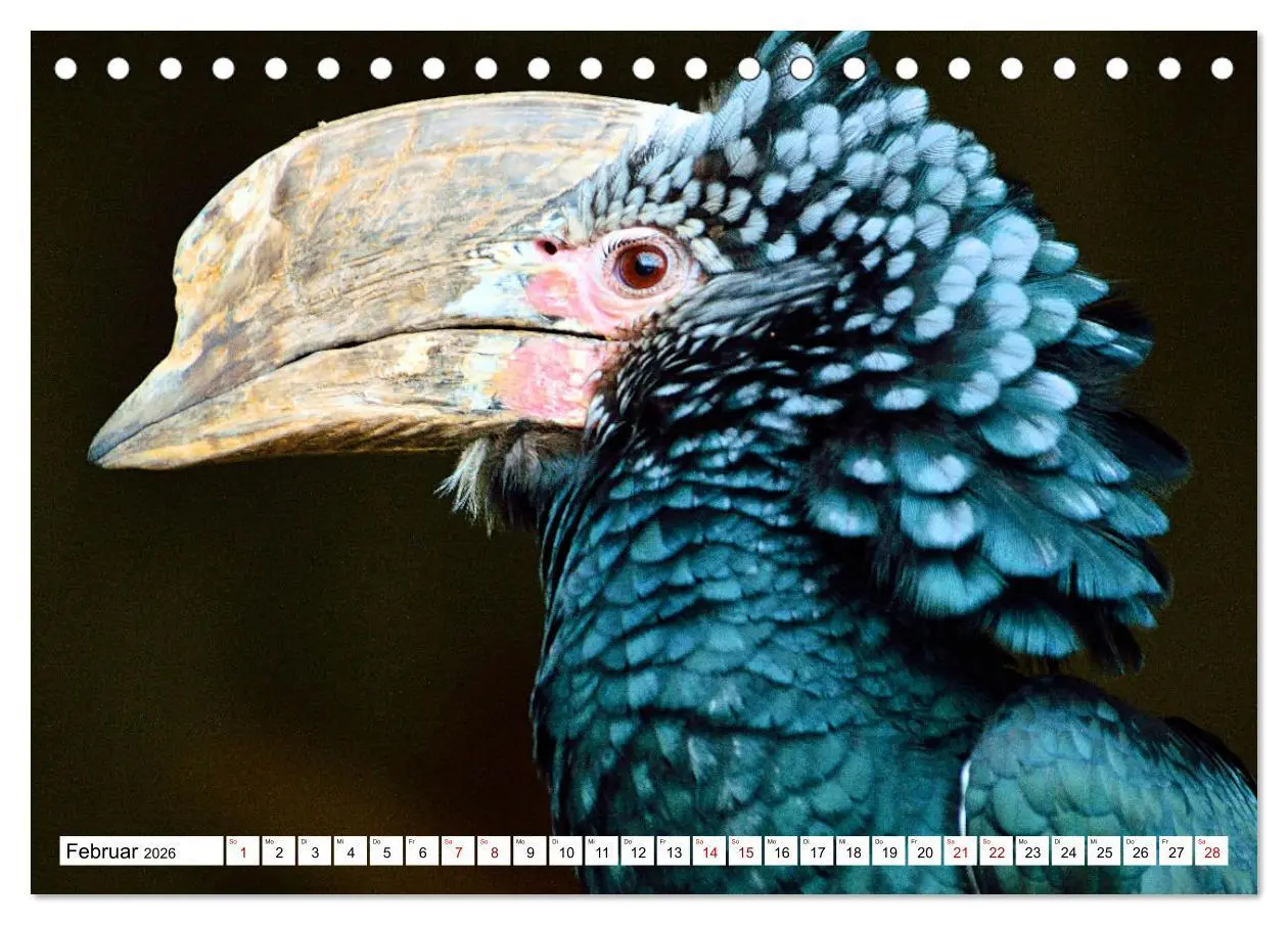 Bild: 9783457413968 | Schräge Vögel in Szene gesetzt (Tischkalender 2026 DIN A5 quer),...