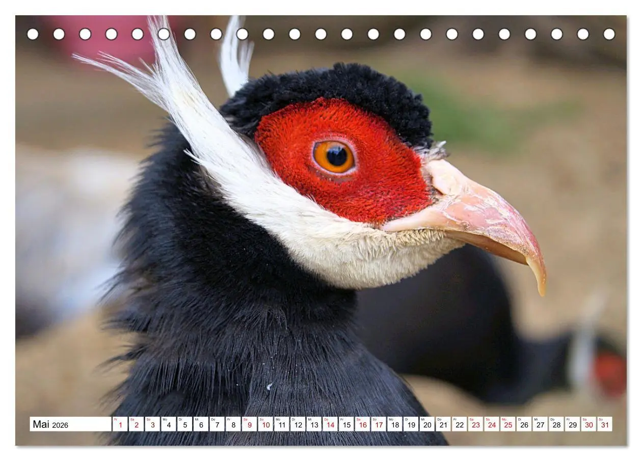 Bild: 9783457413968 | Schräge Vögel in Szene gesetzt (Tischkalender 2026 DIN A5 quer),...