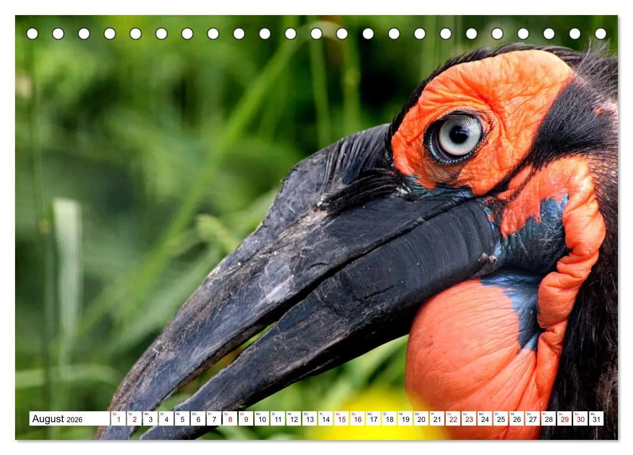 Bild: 9783457413968 | Schräge Vögel in Szene gesetzt (Tischkalender 2026 DIN A5 quer),...
