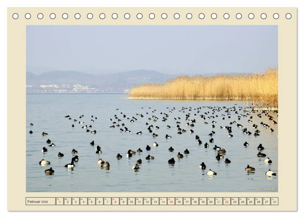 Bild: 9783516123968 | Impressionen vom schönen Bodensee (Tischkalender 2026 DIN A5 quer),...