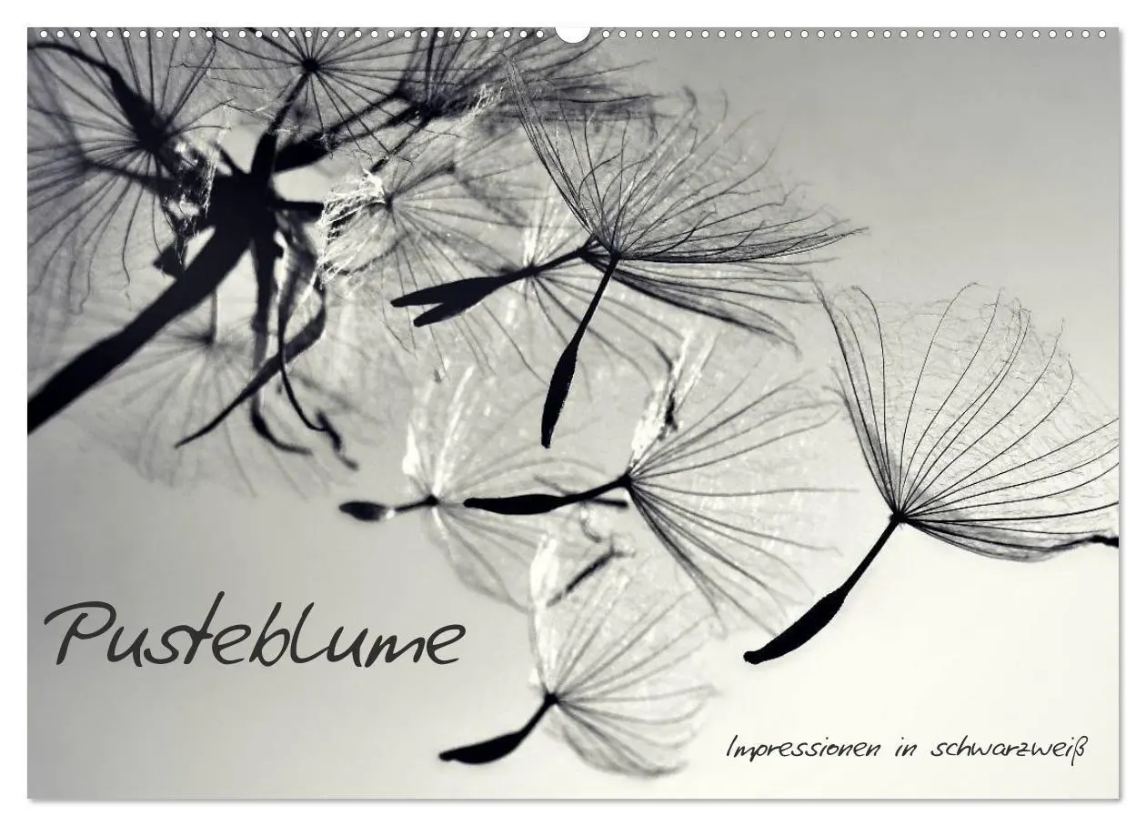 Cover: 9783594084168 | Pusteblume - Impressionen in schwarzweiß (Wandkalender 2027 DIN A2...