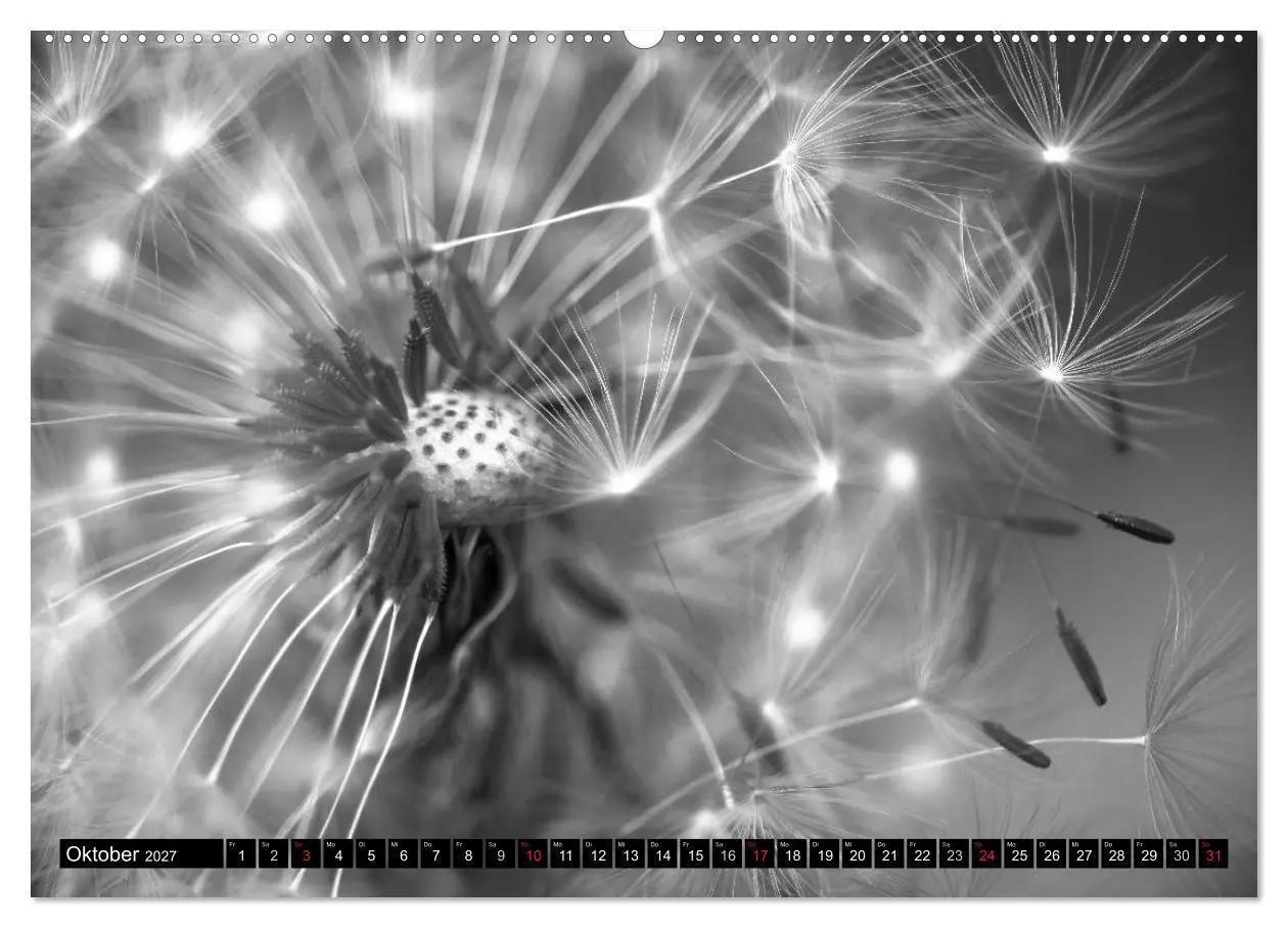 Bild: 9783594084168 | Pusteblume - Impressionen in schwarzweiß (Wandkalender 2027 DIN A2...