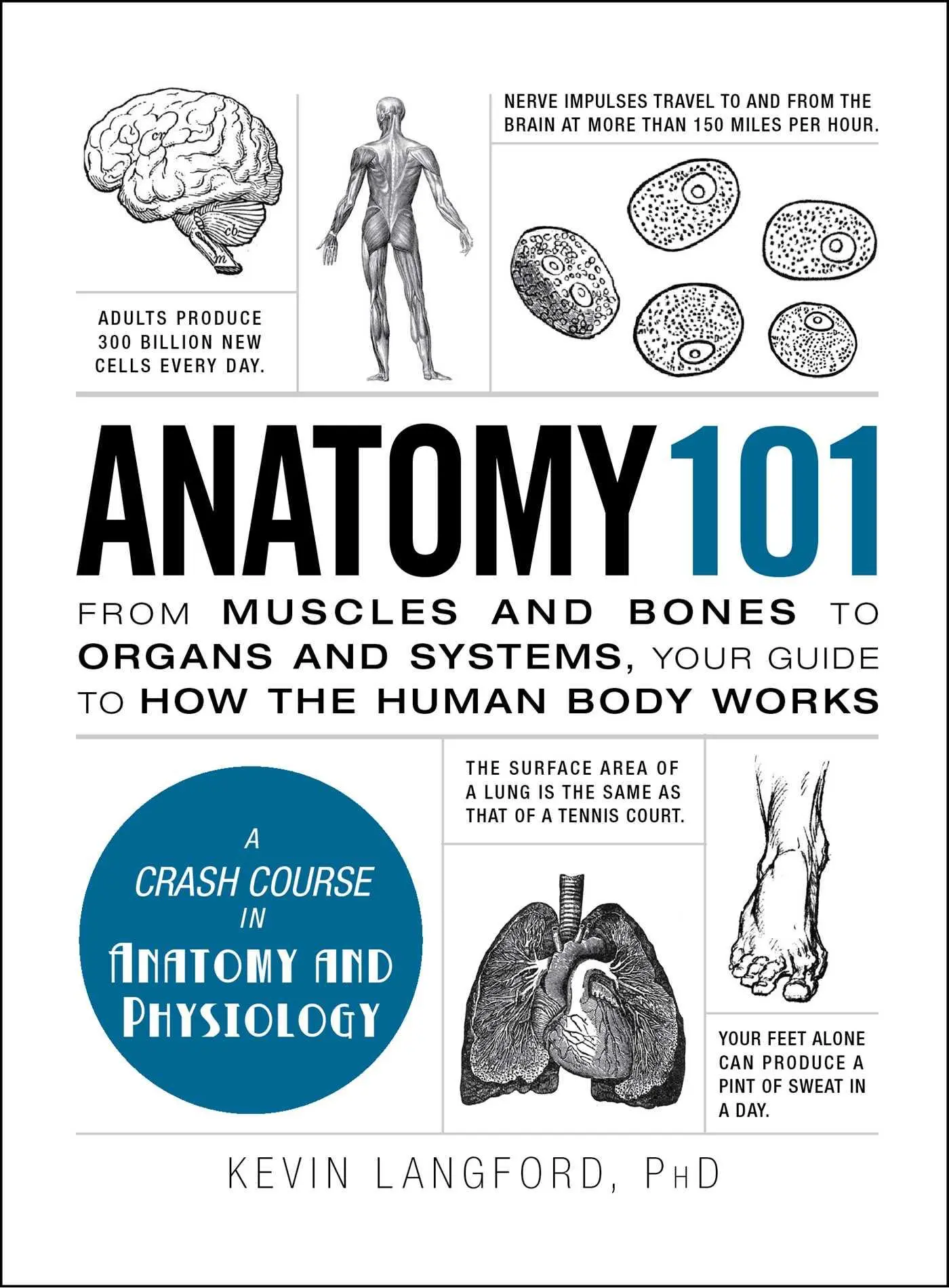 Cover: 9781440584268 | Anatomy 101 | Kevin Langford | Buch | Englisch | 2015