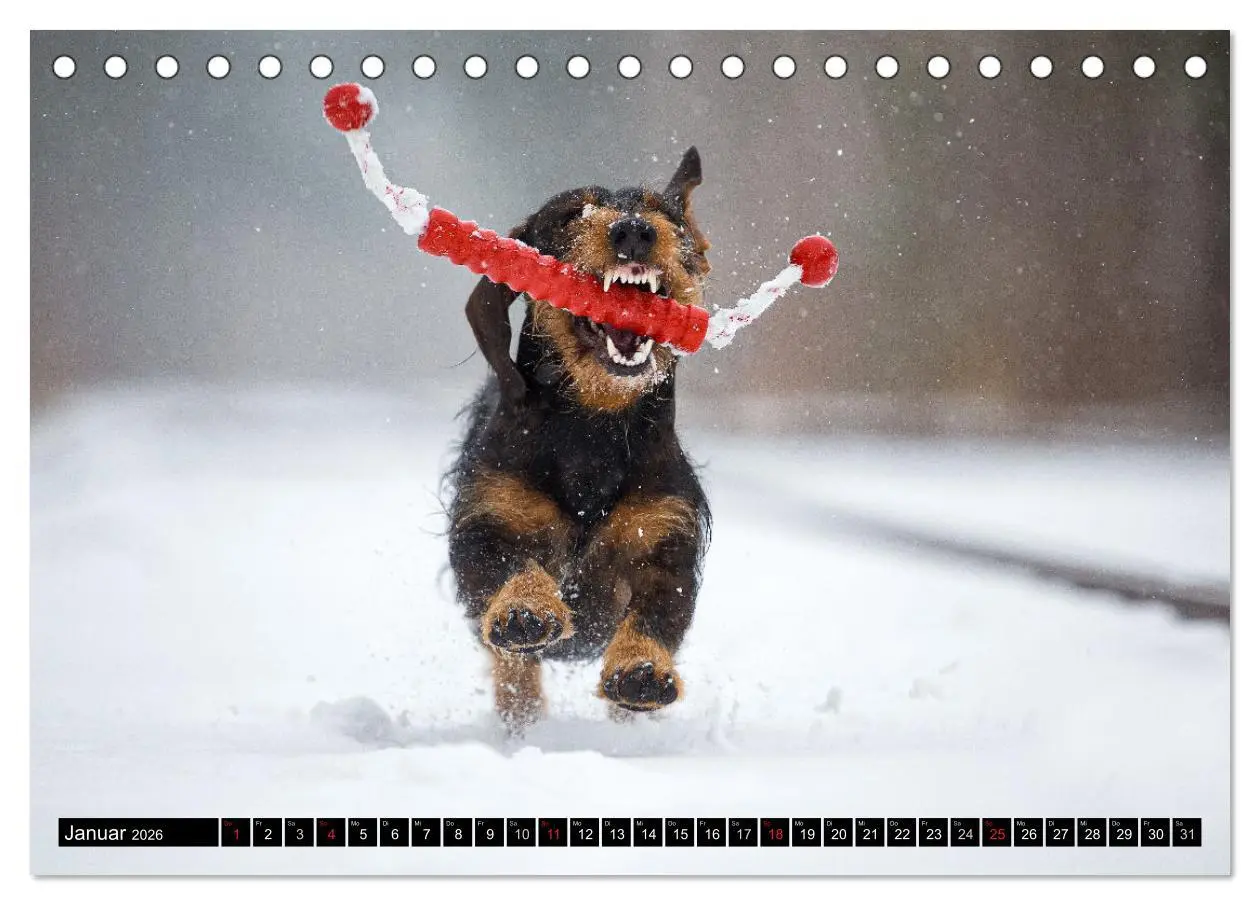 Bild: 9783516164268 | DACKEL 2026 Frech und Liebenwert (Tischkalender 2026 DIN A5 quer),...