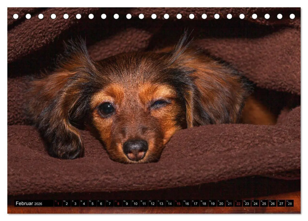 Bild: 9783516164268 | DACKEL 2026 Frech und Liebenwert (Tischkalender 2026 DIN A5 quer),...