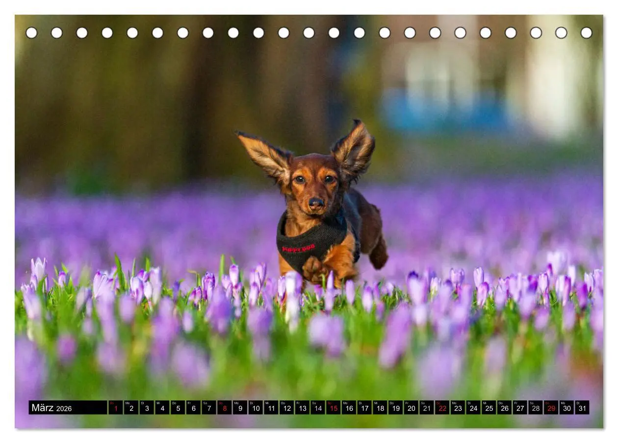 Bild: 9783516164268 | DACKEL 2026 Frech und Liebenwert (Tischkalender 2026 DIN A5 quer),...