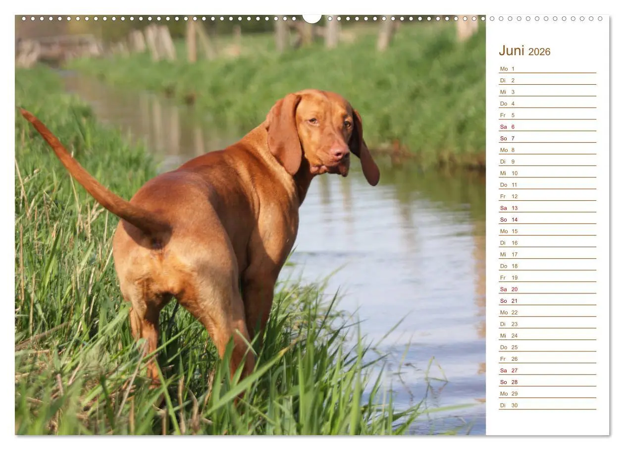 Bild: 9783457754368 | Familienplaner - Magyar Vizsla (hochwertiger Premium Wandkalender...