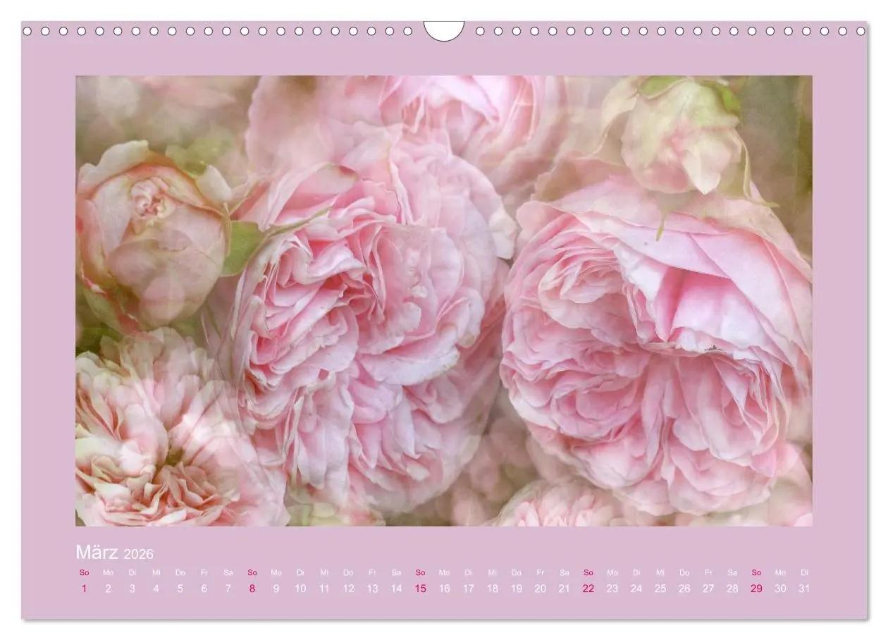 Bild: 9783516144468 | Romantische Rosen (Wandkalender 2026 DIN A3 quer), CALVENDO...