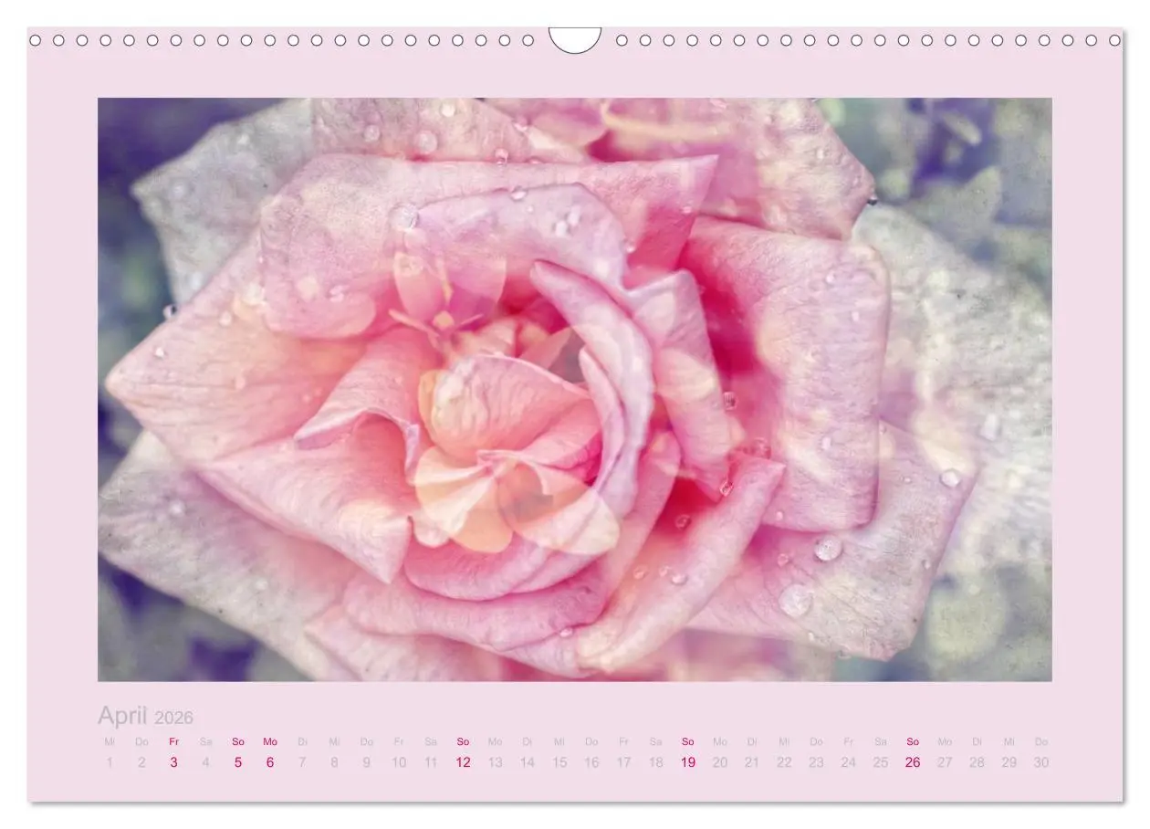 Bild: 9783516144468 | Romantische Rosen (Wandkalender 2026 DIN A3 quer), CALVENDO...