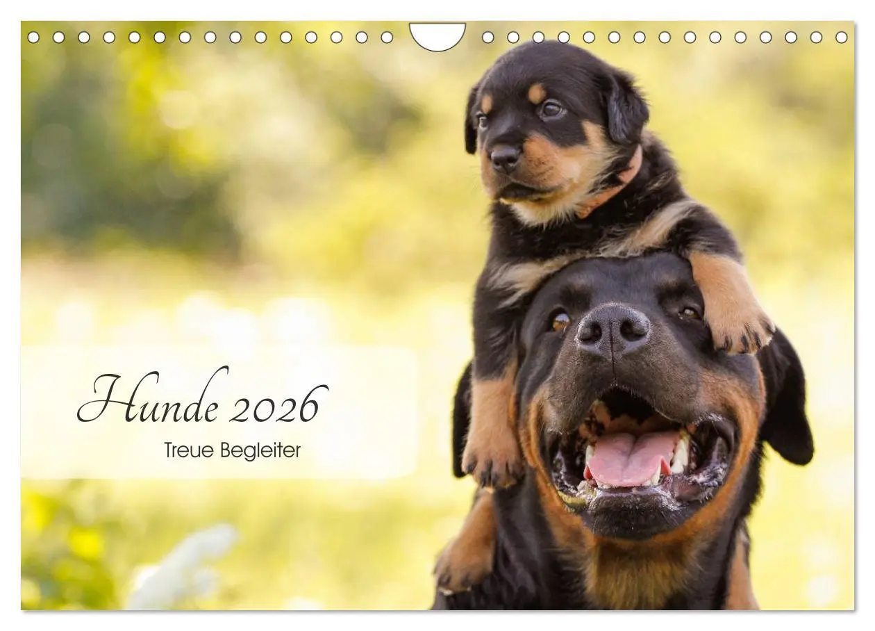 Cover: 9783457974568 | Hunde 2026 - Treue Begleiter (Wandkalender 2026 DIN A4 quer),...