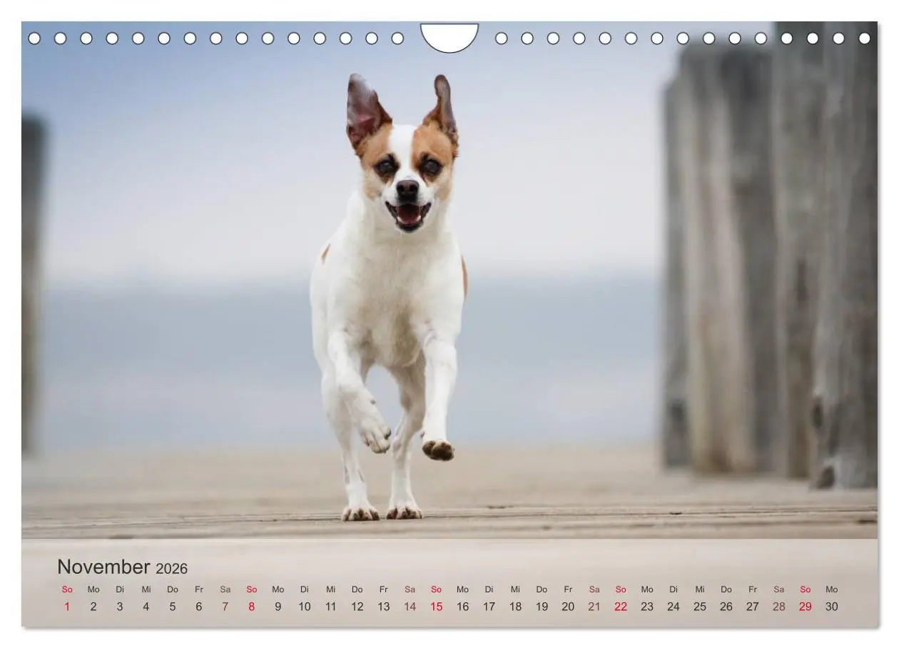 Bild: 9783457974568 | Hunde 2026 - Treue Begleiter (Wandkalender 2026 DIN A4 quer),...
