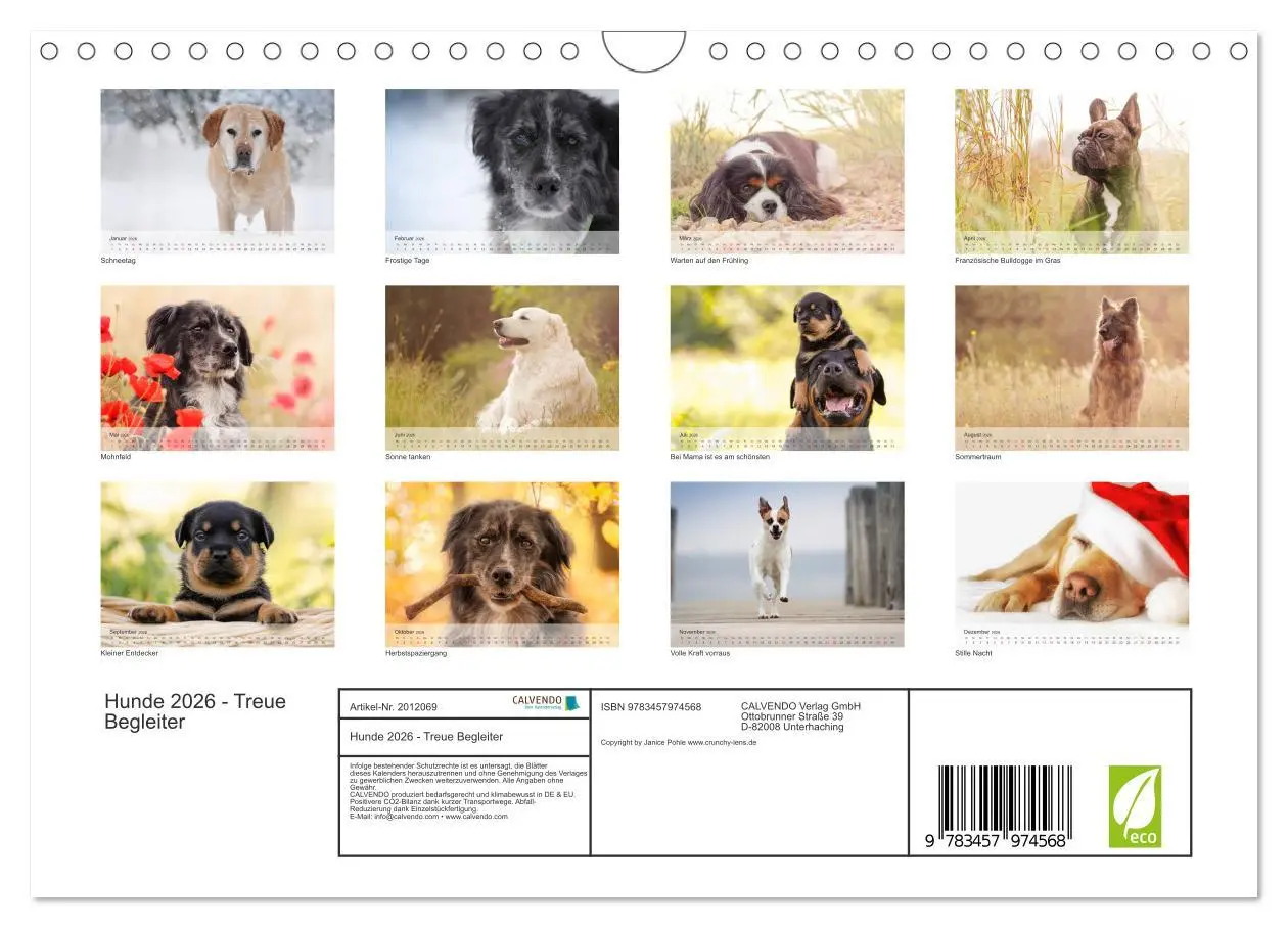 Bild: 9783457974568 | Hunde 2026 - Treue Begleiter (Wandkalender 2026 DIN A4 quer),...