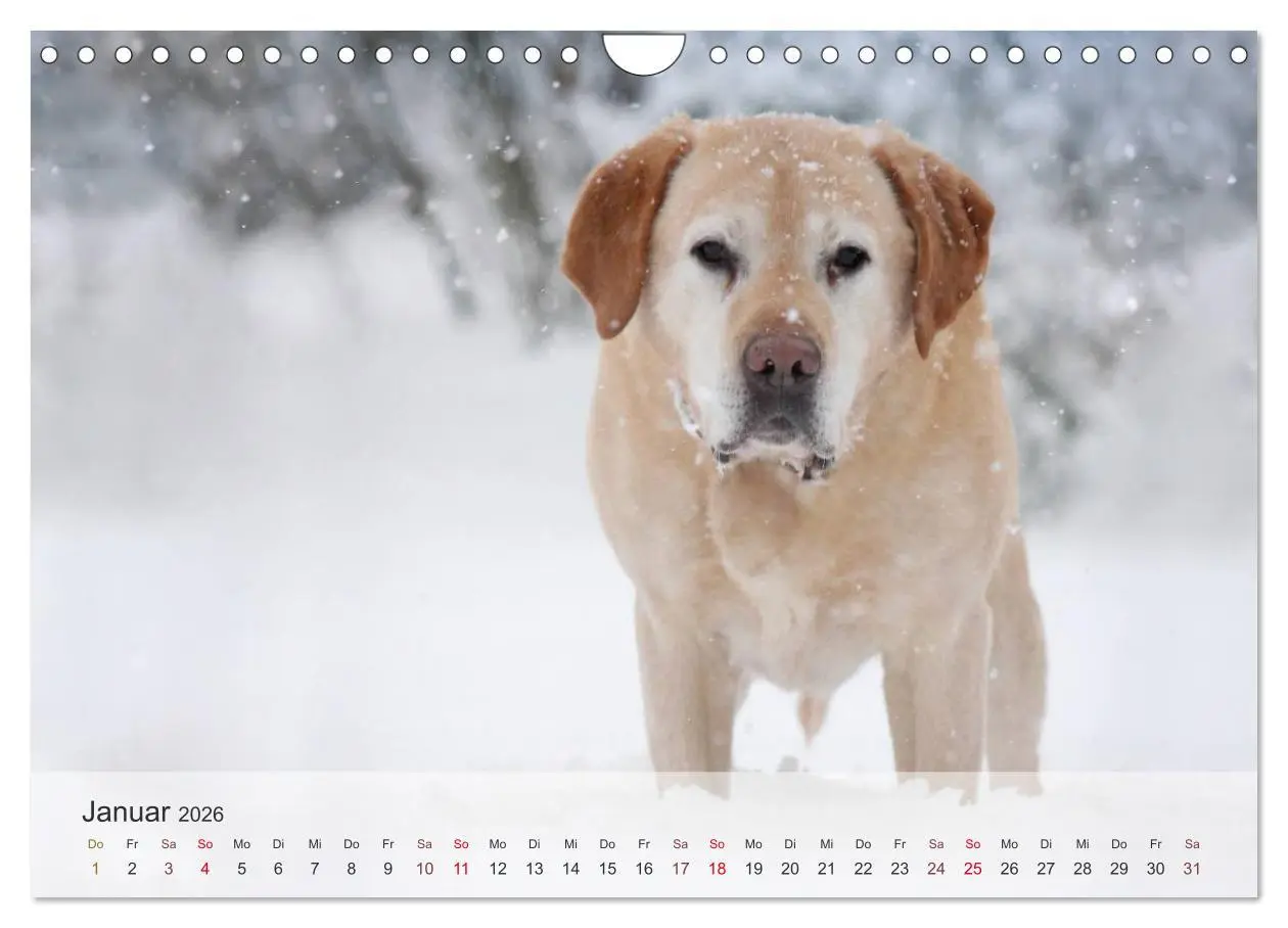 Bild: 9783457974568 | Hunde 2026 - Treue Begleiter (Wandkalender 2026 DIN A4 quer),...