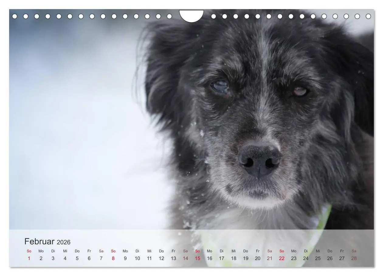 Bild: 9783457974568 | Hunde 2026 - Treue Begleiter (Wandkalender 2026 DIN A4 quer),...