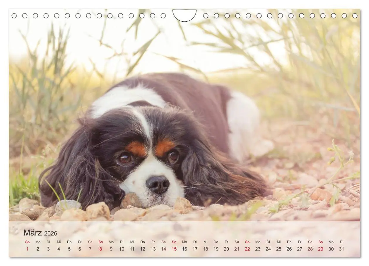 Bild: 9783457974568 | Hunde 2026 - Treue Begleiter (Wandkalender 2026 DIN A4 quer),...