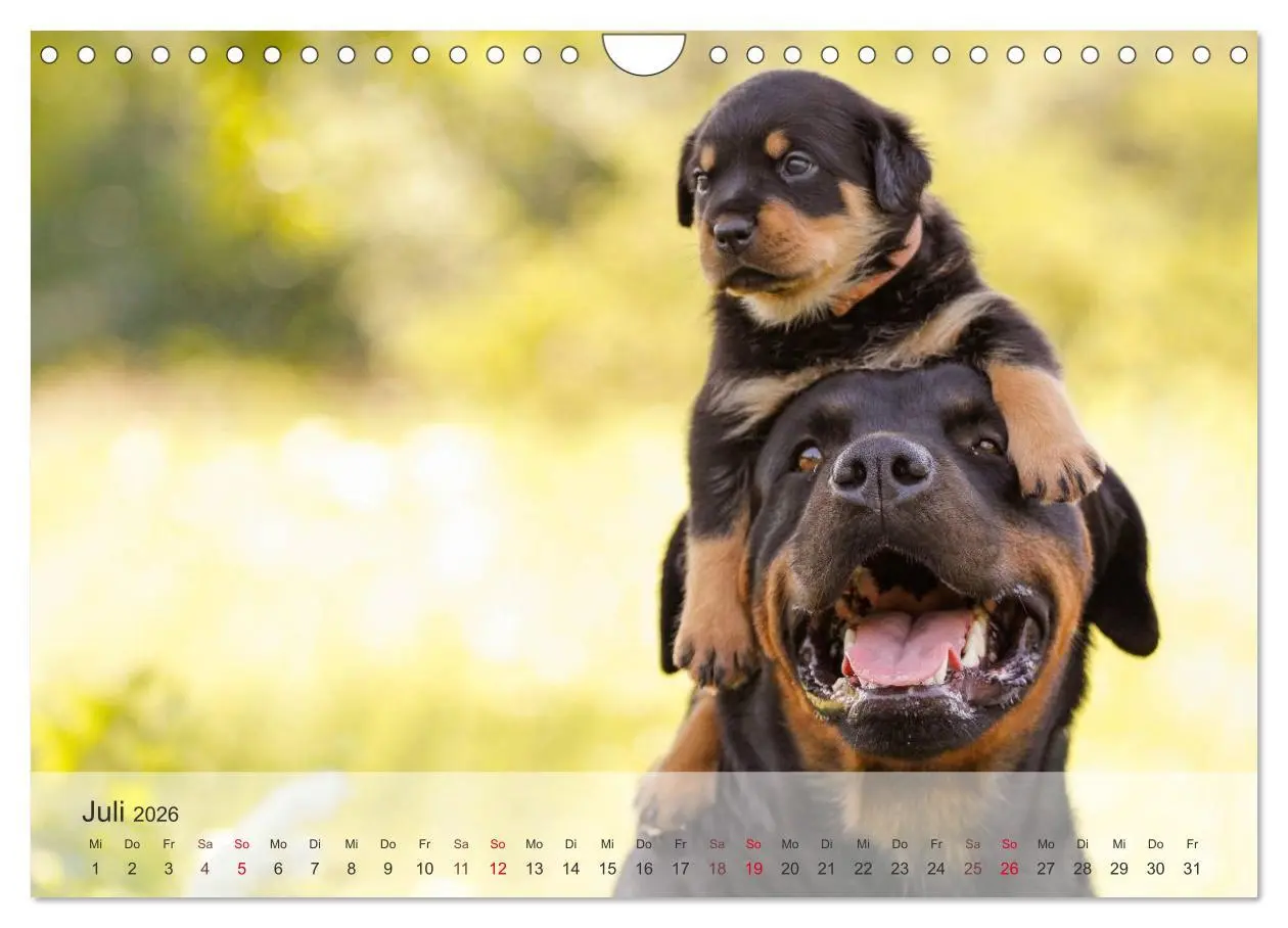 Bild: 9783457974568 | Hunde 2026 - Treue Begleiter (Wandkalender 2026 DIN A4 quer),...