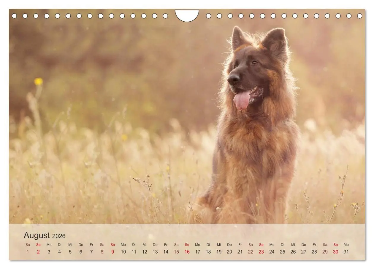 Bild: 9783457974568 | Hunde 2026 - Treue Begleiter (Wandkalender 2026 DIN A4 quer),...