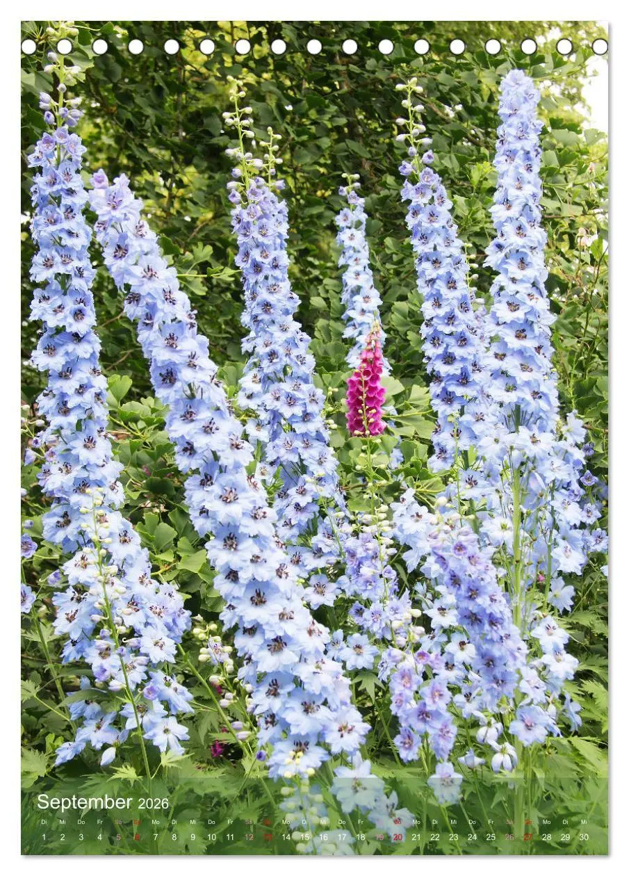 Bild: 9783516364668 | Ferien im Garten (Tischkalender 2026 DIN A5 hoch), CALVENDO...