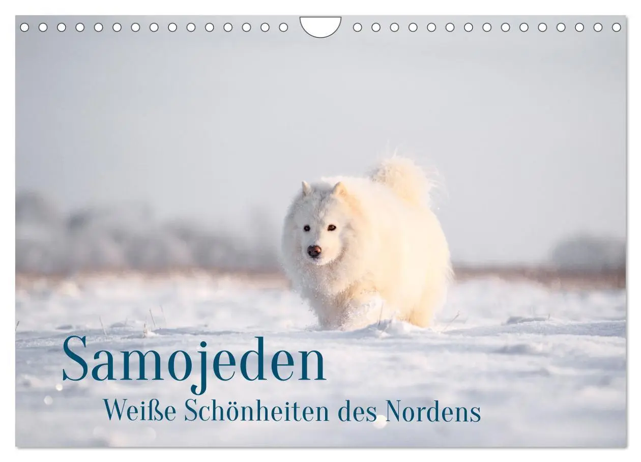 Cover: 9783457954768 | Samojeden - Liebenswerte Fellkugeln (Wandkalender 2026 DIN A4...