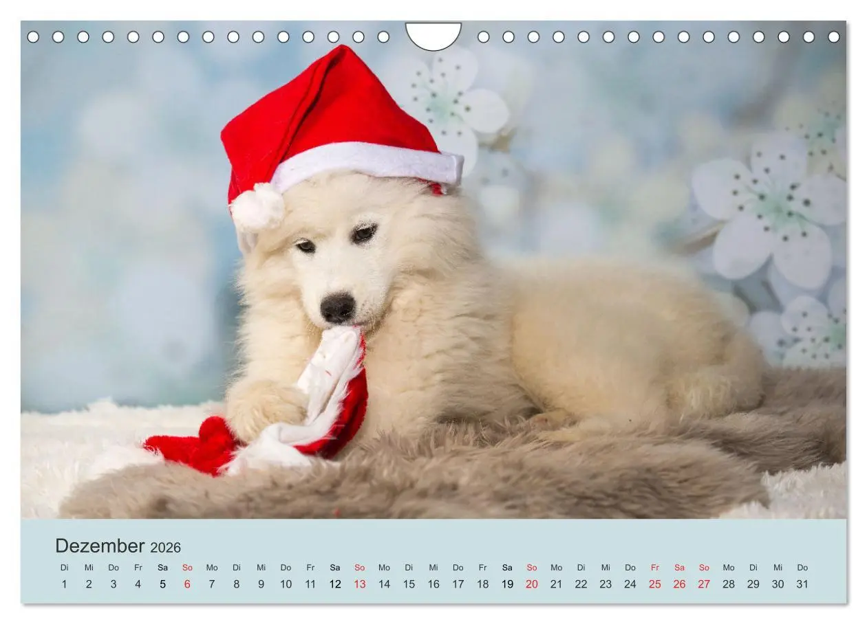 Bild: 9783457954768 | Samojeden - Liebenswerte Fellkugeln (Wandkalender 2026 DIN A4...