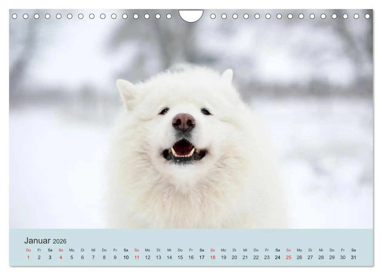 Bild: 9783457954768 | Samojeden - Liebenswerte Fellkugeln (Wandkalender 2026 DIN A4...