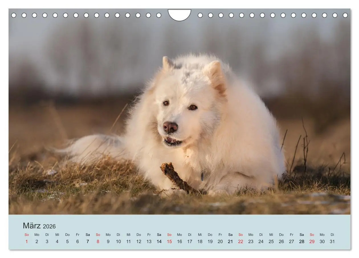 Bild: 9783457954768 | Samojeden - Liebenswerte Fellkugeln (Wandkalender 2026 DIN A4...