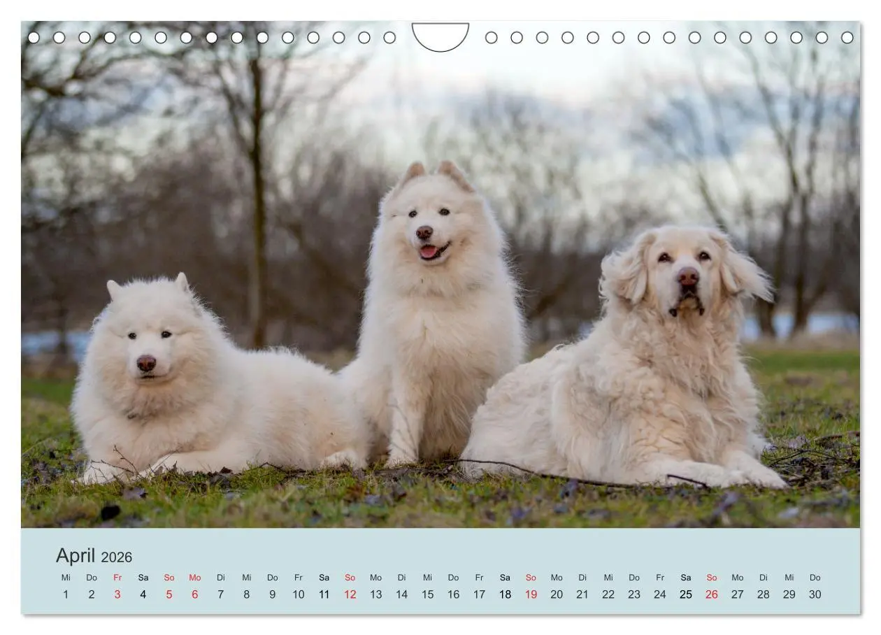 Bild: 9783457954768 | Samojeden - Liebenswerte Fellkugeln (Wandkalender 2026 DIN A4...
