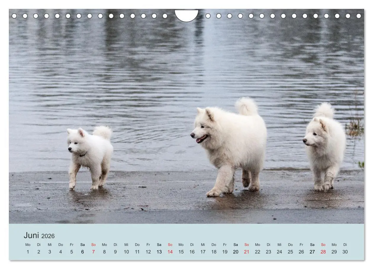 Bild: 9783457954768 | Samojeden - Liebenswerte Fellkugeln (Wandkalender 2026 DIN A4...