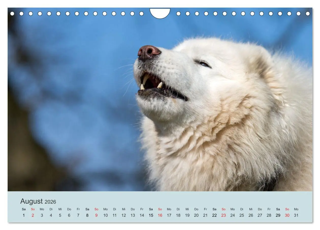 Bild: 9783457954768 | Samojeden - Liebenswerte Fellkugeln (Wandkalender 2026 DIN A4...