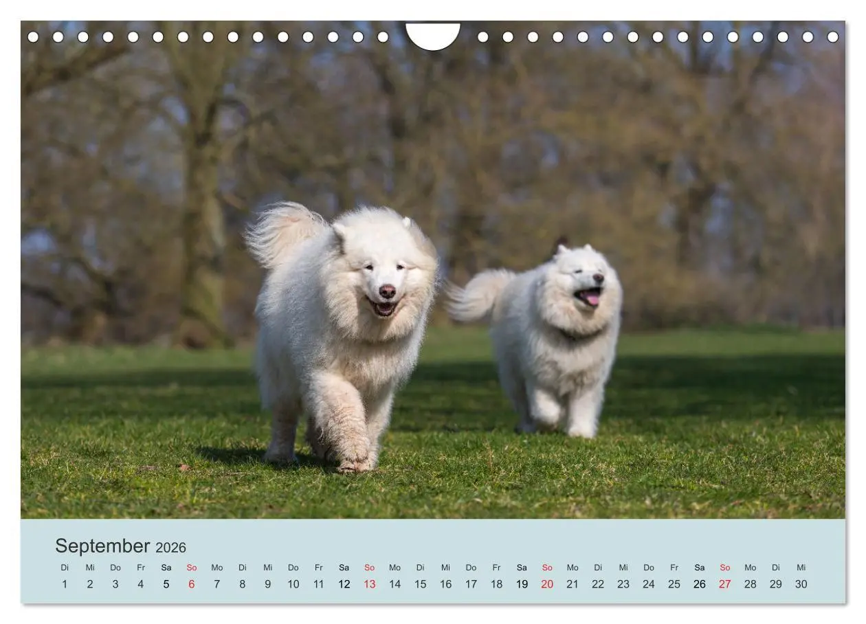 Bild: 9783457954768 | Samojeden - Liebenswerte Fellkugeln (Wandkalender 2026 DIN A4...