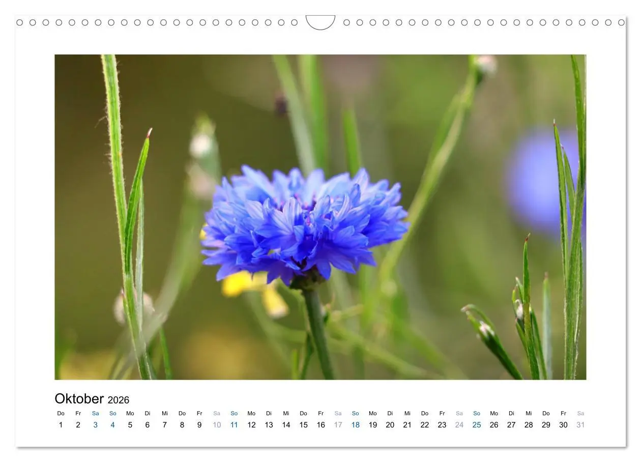 Bild: 9783457874868 | Kornblumen - Blaue Schönheiten (Wandkalender 2026 DIN A3 quer),...