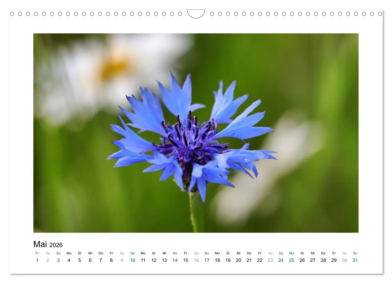 Bild: 9783457874868 | Kornblumen - Blaue Schönheiten (Wandkalender 2026 DIN A3 quer),...
