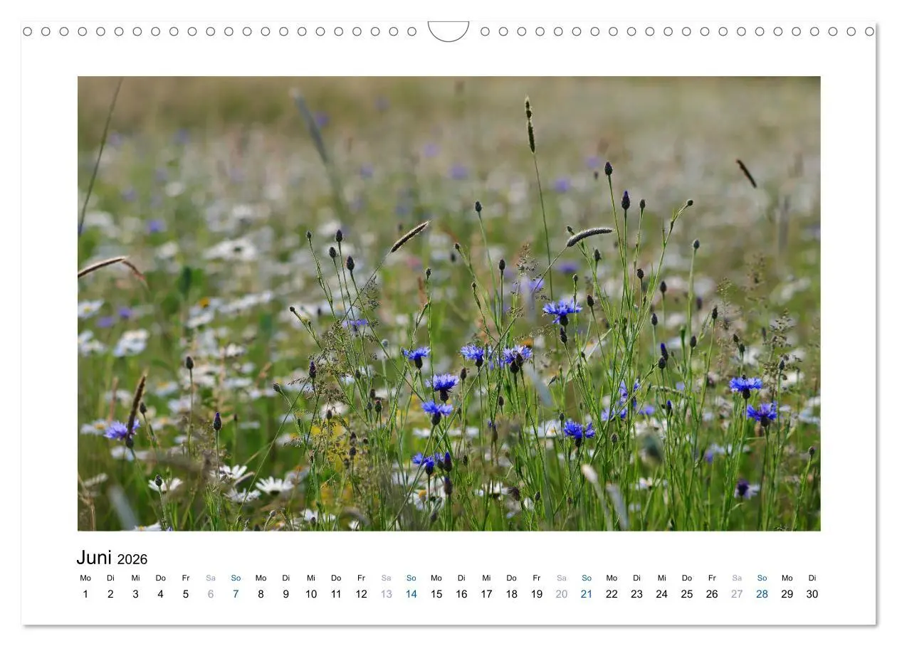 Bild: 9783457874868 | Kornblumen - Blaue Schönheiten (Wandkalender 2026 DIN A3 quer),...