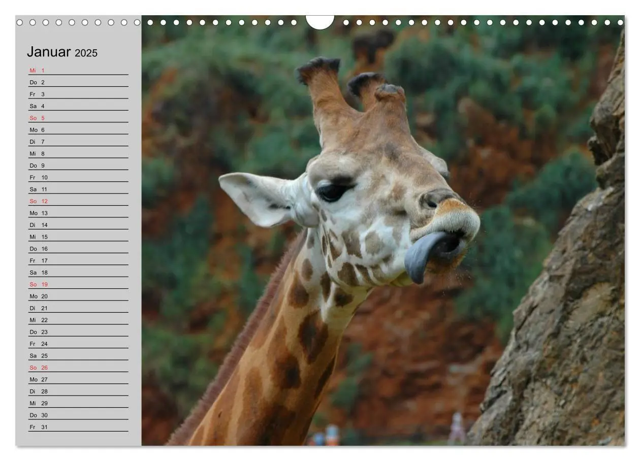 Bild: 9783435534968 | Giraffen. Dem Himmel so nah (Wandkalender 2025 DIN A3 quer),...