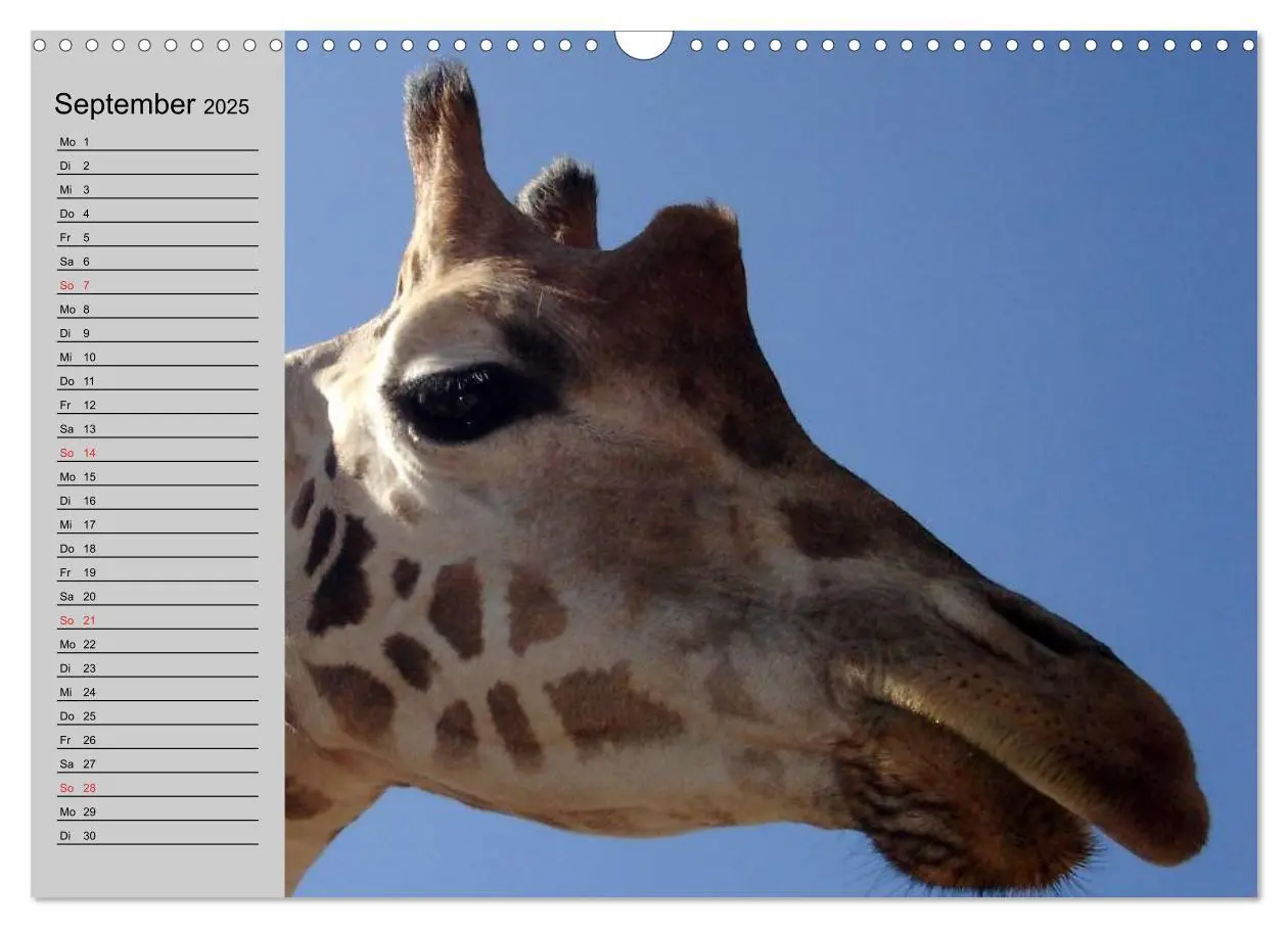 Bild: 9783435534968 | Giraffen. Dem Himmel so nah (Wandkalender 2025 DIN A3 quer),...