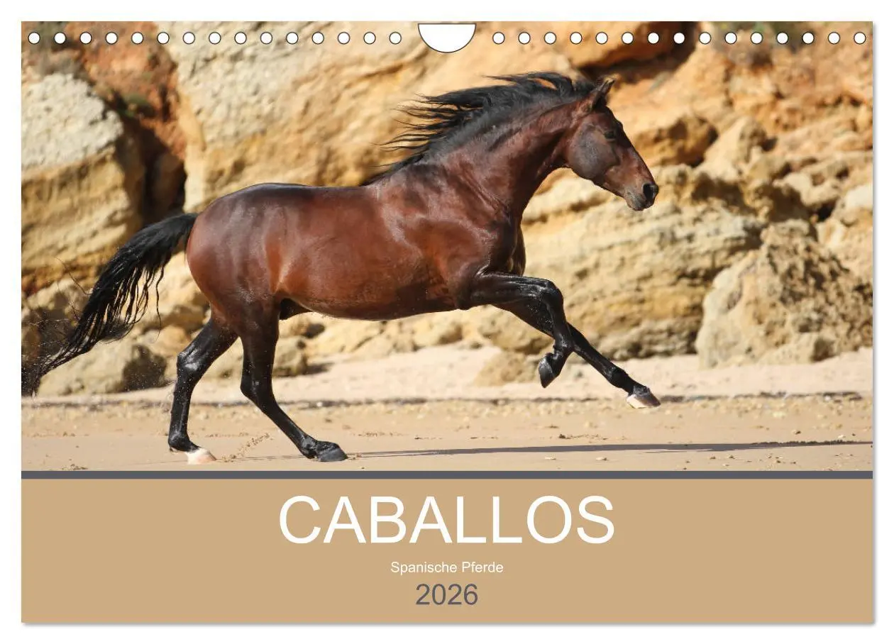 Cover: 9783516024968 | Caballos Spanische Pferde 2026 (Wandkalender 2026 DIN A4 quer),...