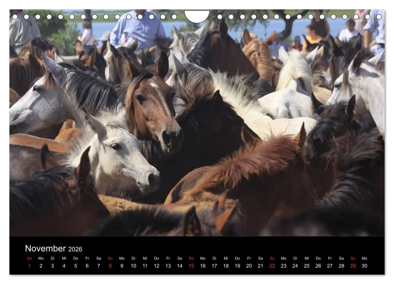 Bild: 9783516024968 | Caballos Spanische Pferde 2026 (Wandkalender 2026 DIN A4 quer),...