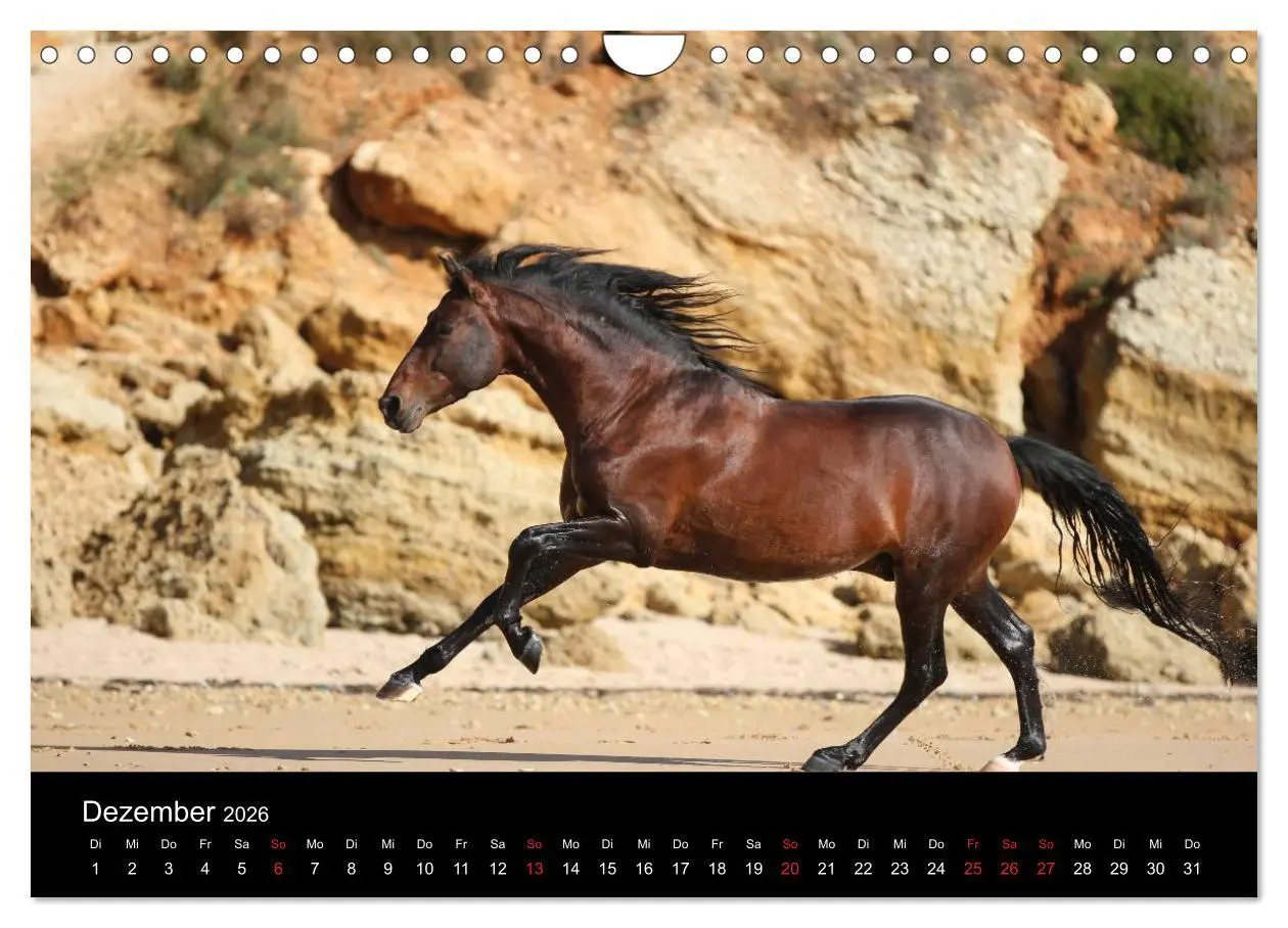 Bild: 9783516024968 | Caballos Spanische Pferde 2026 (Wandkalender 2026 DIN A4 quer),...