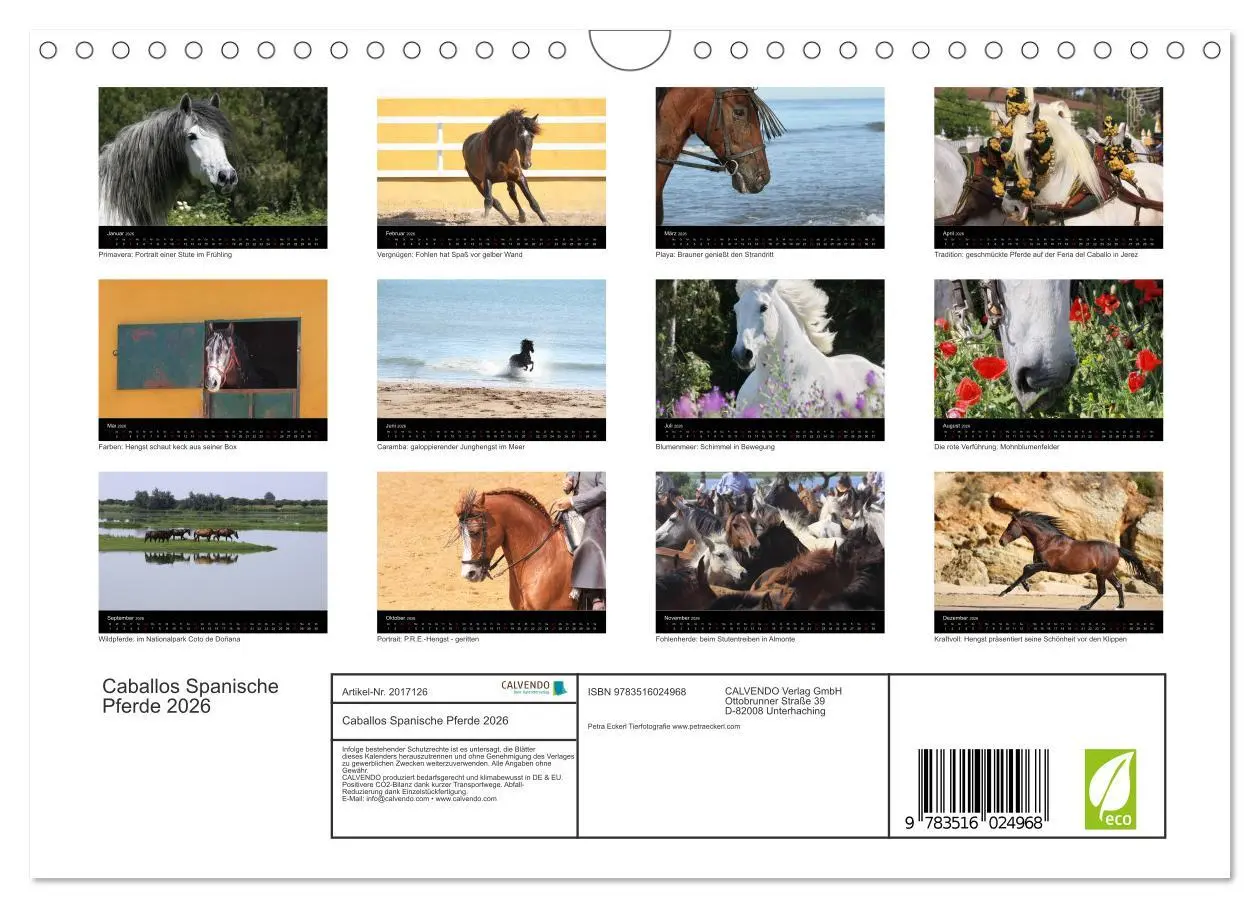 Bild: 9783516024968 | Caballos Spanische Pferde 2026 (Wandkalender 2026 DIN A4 quer),...