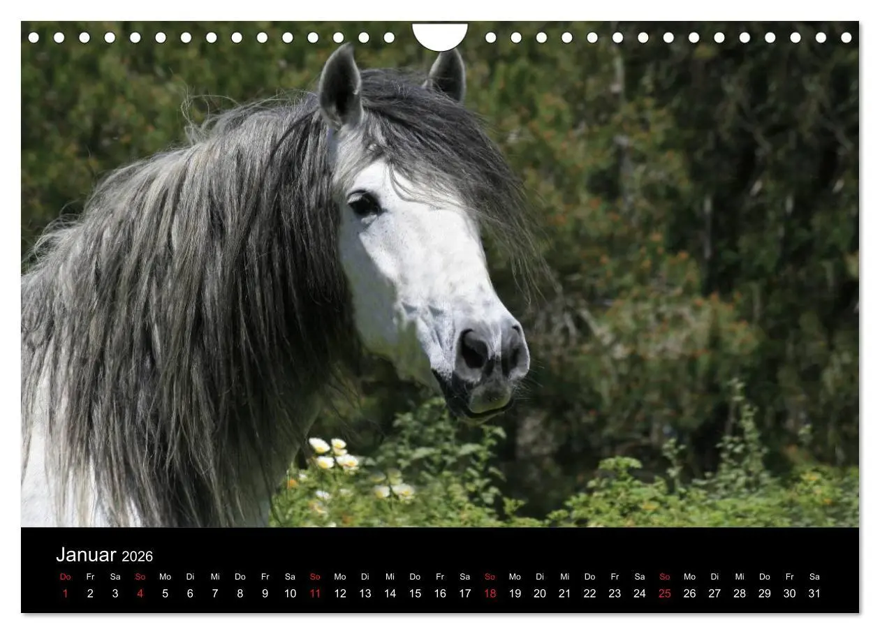 Bild: 9783516024968 | Caballos Spanische Pferde 2026 (Wandkalender 2026 DIN A4 quer),...