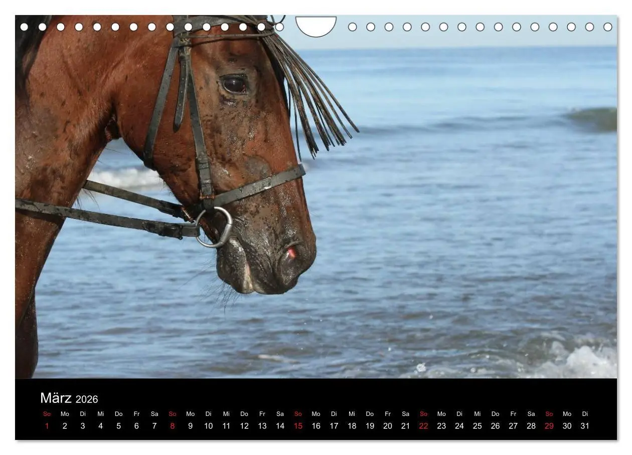 Bild: 9783516024968 | Caballos Spanische Pferde 2026 (Wandkalender 2026 DIN A4 quer),...