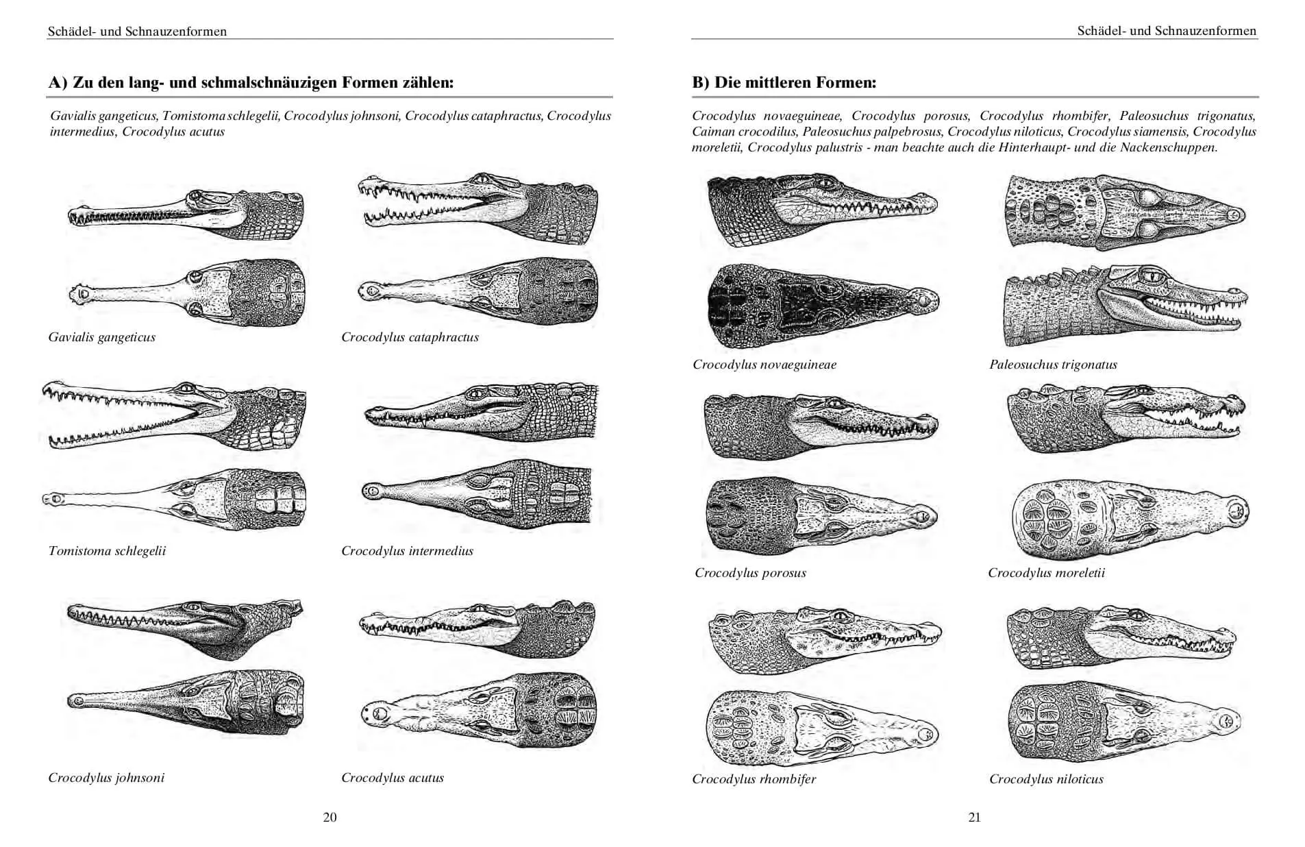 Bild: 9783866594968 | Krokodile | Ein Leben mit Panzerechsen | Joachim Brock | Taschenbuch