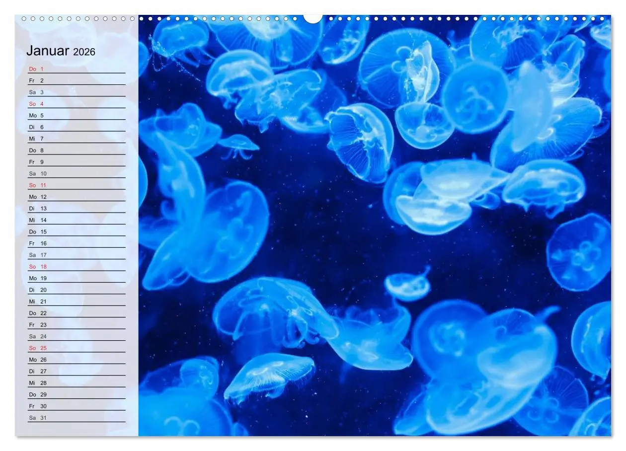 Bild: 9783457995068 | Quallen. Ätherische Wunderwesen (hochwertiger Premium Wandkalender...